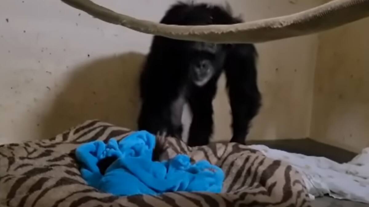 VIDEO | Viral: Mamá chimpancé protagoniza emocionante reencuentro con su hijo separado al nacer
