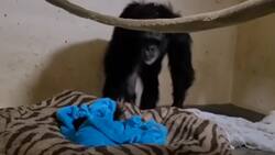 VIDEO | Viral: Mamá chimpancé protagoniza emocionante reencuentro con su hijo separado al nacer