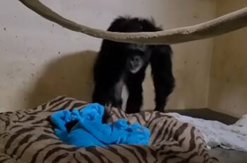 VIDEO | Viral: Mamá chimpancé protagoniza emocionante reencuentro con su hijo separado al nacer