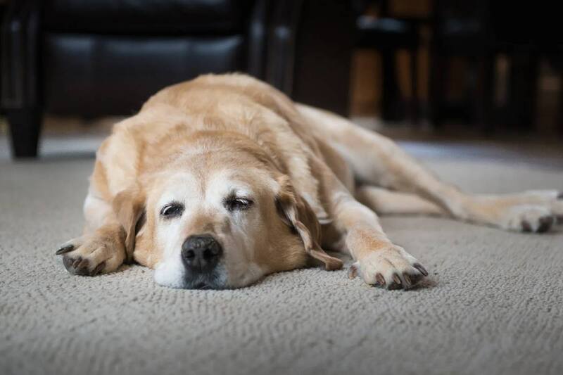 Una familia modificó su casa para cuidar a su mascota.