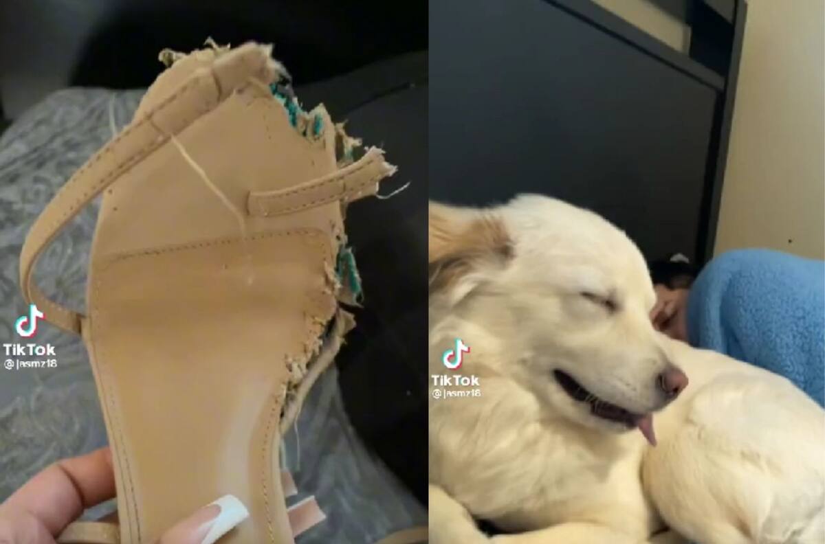 VIDEO | Perrita se hizo viral por particular reacción cuando fue descubierta su "travesura"