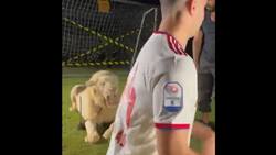 VIDEO | Casi se lo "come" un león: Ex figura de la Roma pasó el susto de su vida en presentación