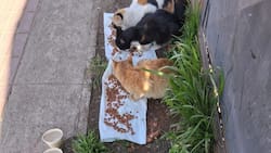 Justicia social por sobre la tradicional: El poder de las redes sociales para la difusión de casos de maltrato animal