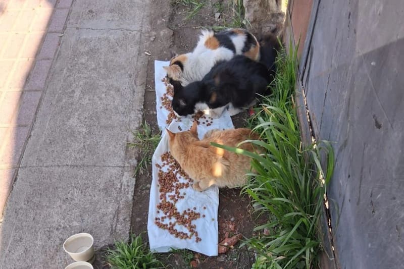 Hay casos que tras conocerse en redes sociales, incluso aparecen en la TV.