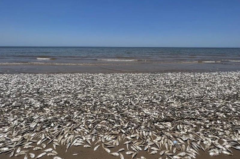 Peces muertos en playa de Texas por Calentamiento Global.