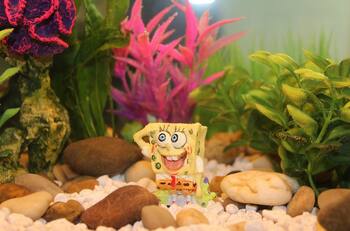 VIDEO | ¿Es Bob Esponja?: Mujer arma increíble acuario temático para sus peces