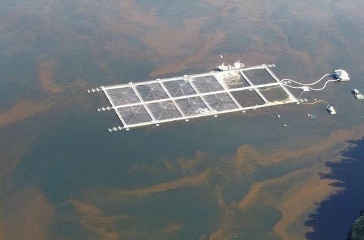 Denuncian desastre ambiental en Chiloé: Más de 3 mil toneladas de salmones habrían muerto y varado