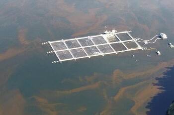 Denuncian desastre ambiental en Chiloé: Más de 3 mil toneladas de salmones habrían muerto y varado