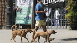 Bono Clase Media: chequea quiénes podrán acceder al bono de hasta $600 mil