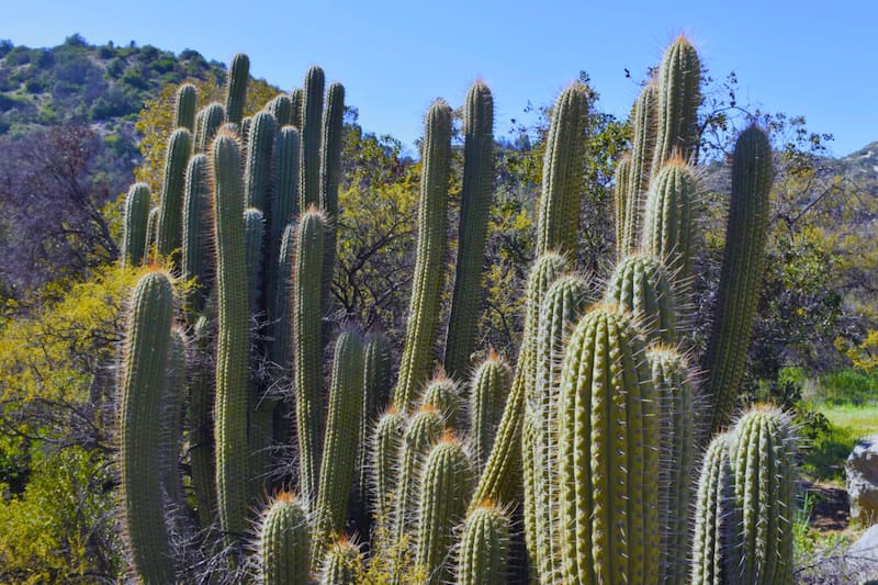 El atractivo abre de martes a domingo entre las 08:30 y las 17:00 horas. Créditos: Conaf.
