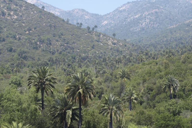 Producto de esta emergencia se cerraron preventivamente las áreas Cajón Grande y Granizo de este parque ubicado en la Región de Valparaíso.