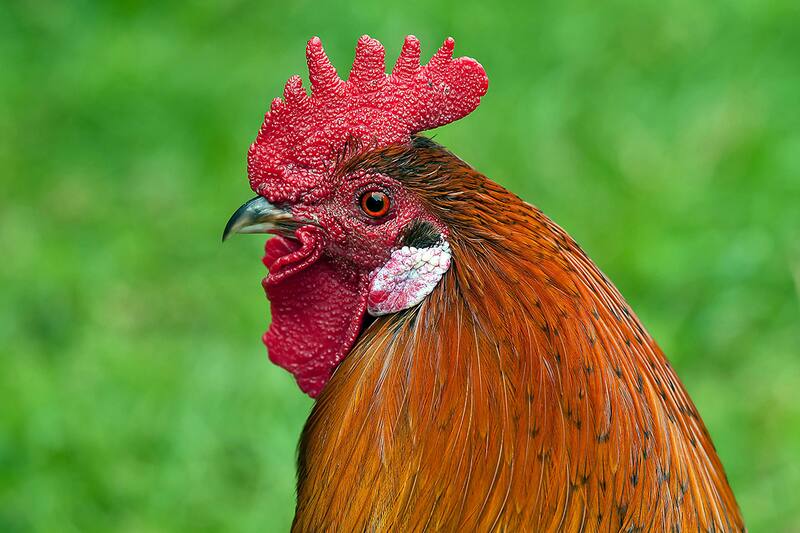 El funcionario legislativo que impulsó el ritual explicó el motivo. Créditos: Pexels (referencial).