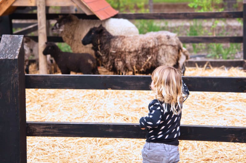 El lugar perfecto para pasar una tarde de recreación en familia. Créditos: Jardín de Macul.