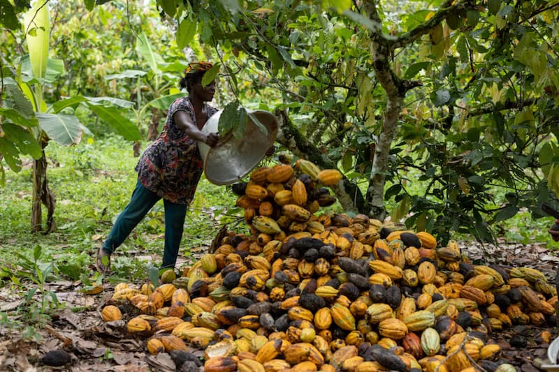 Se estima que su domesticación comenzó en la cuenca alta del Amazonas, entre Colombia y Ecuador.