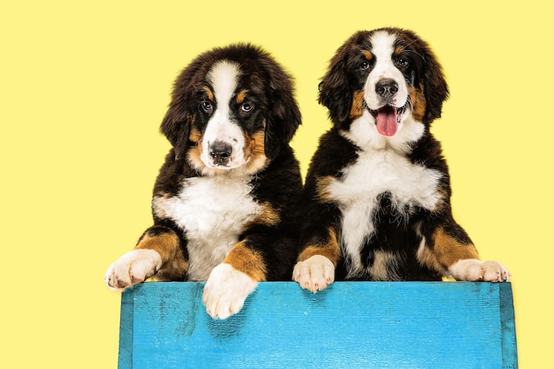 Conoce cómo obtener este beneficio para mascotas.