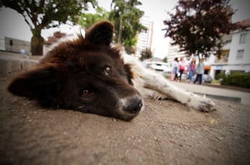 Desde el 2027: Corea del Sur prohíbe el consumo de carne de perro