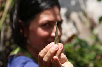 A lo Jurassic Park: Científica logró primera extracción de ADN de insectos en resina