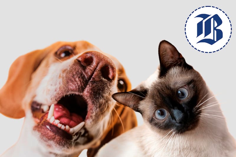 Compra comida más barata para tu mascota con estas rebajas.