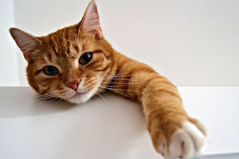 Conoce por qué botan las cosas al suelo.