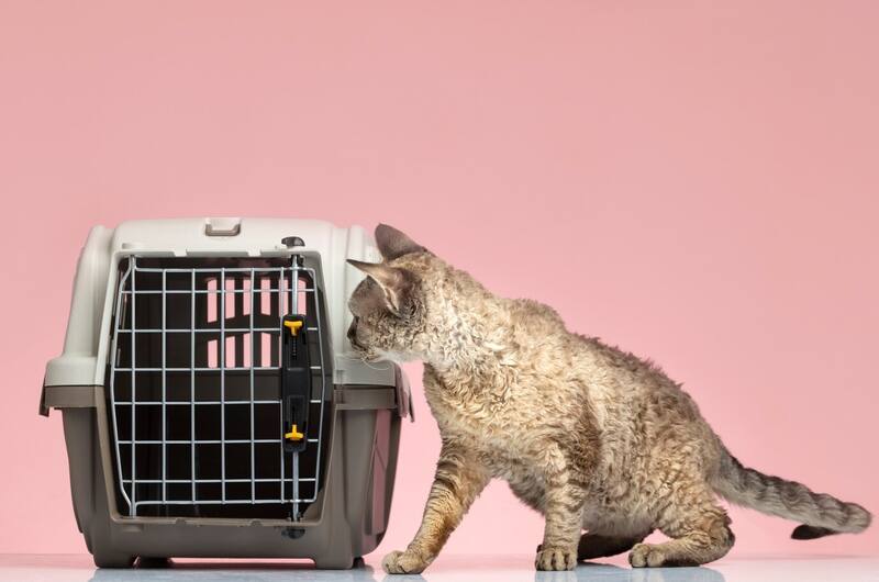 Jet Sur es la única compañía que ofrece ir acompañado de tu mascota en todos sus recorridos.