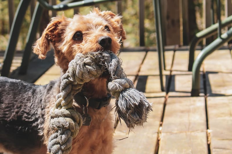 Conoce la verdadera razón detrás de este comportamiento.