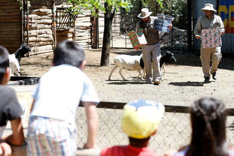 Santiago, 21 de diciembre de 2016.
Animales del zoologico de Buin son sorprendidos con la entrega de su comida en cajas de regalo con motivo de la proxima navidad.
En la foto Ovejas de Somalia.
Andres Pina/Aton Chile