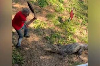 VIDEO | ¡El que graba no hace nada! Hombre se enfrentó a cocodrilo con una sartén