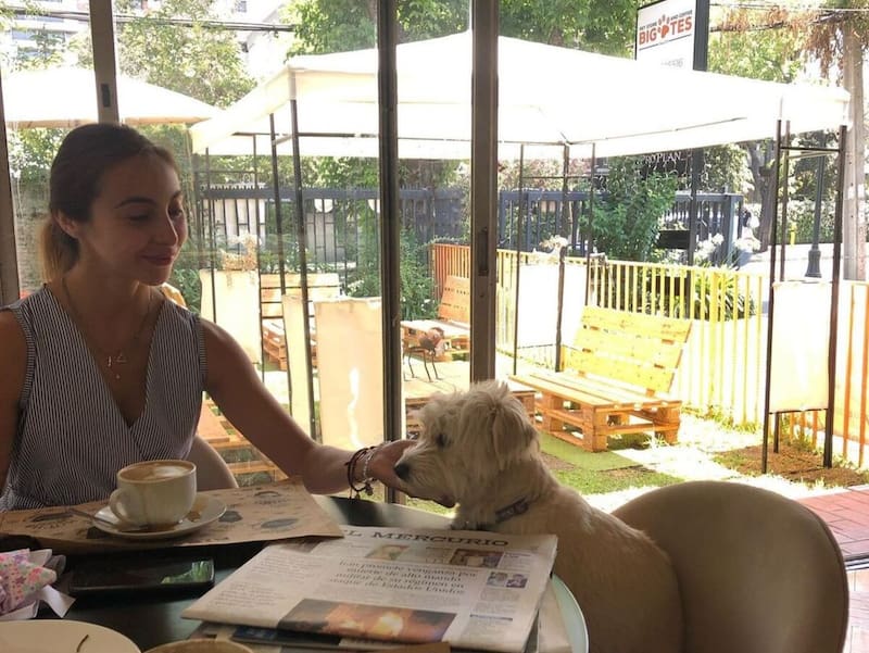 En está cafetería pet friendy puedes ir con tu perro a disfrutar de un café, deliciosos pasteles y productos comestibles para tu mascota. Créditos: Bigotes Pet and Coffee.