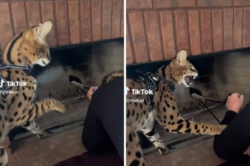 El gato le dio un gran golpe a su dueña.