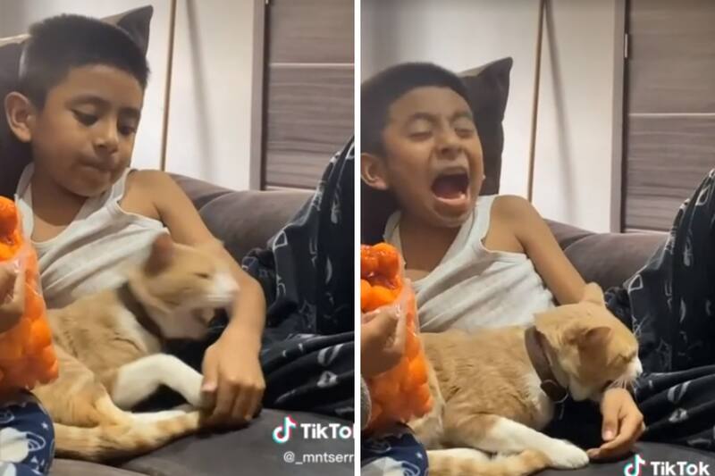 El menor fue mordido por el gatito y se hicieron virales.