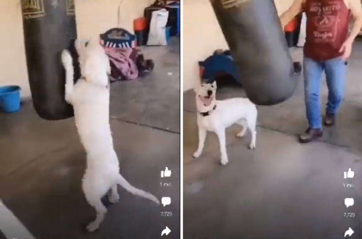 VIDEO | ¡Casi se pone los guantes! Perrito boxeador le da con todo a un costal y se hace viral