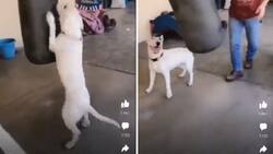 VIDEO | ¡Casi se pone los guantes! Perrito boxeador le da con todo a un costal y se hace viral