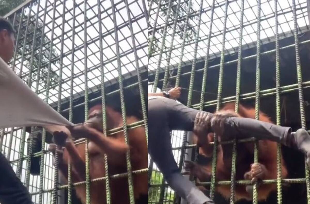 VIDEO | El susto de su vida: Joven se acerca a jaula de orangután y el primate lo ataca hasta casi romper su pierna