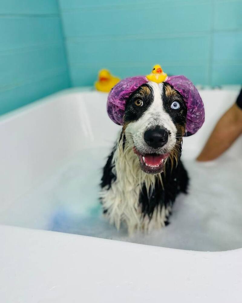 Alma, la mascota de la pareja uruguaya.