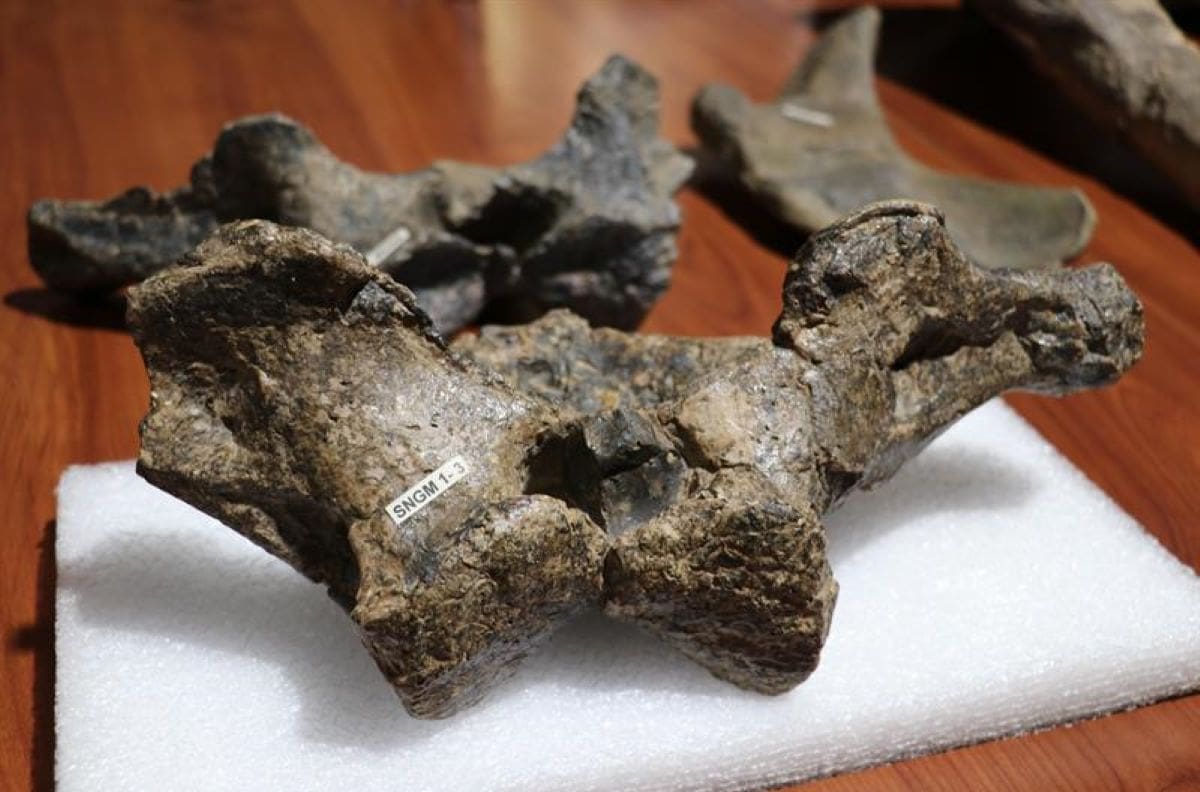 Ministerio de las Culturas presenta nueva especie de dinosaurio hallada en Chile