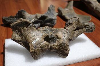 Ministerio de las Culturas presenta nueva especie de dinosaurio hallada en Chile