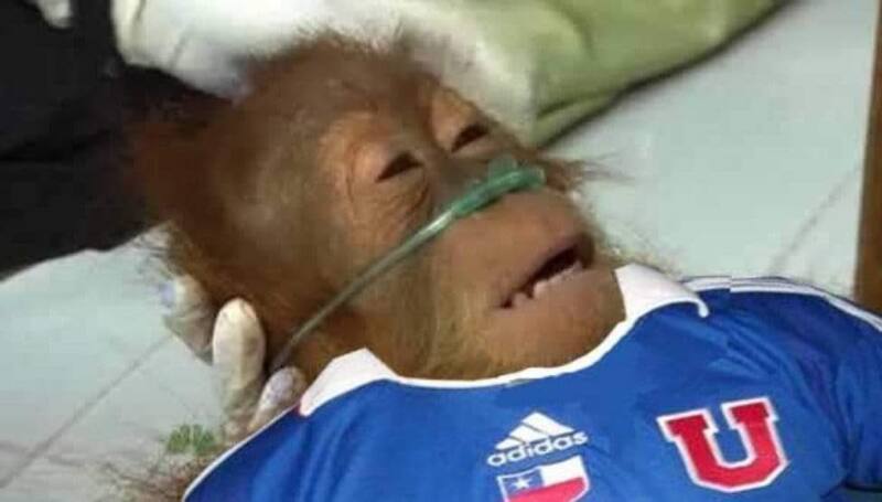 Uno de los memes que dejaron los cibernautas tras nueva derrota de la U.