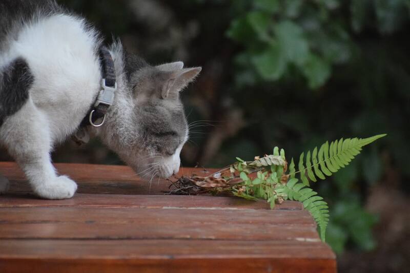 ¿Por qué mi gato se come las plantas?