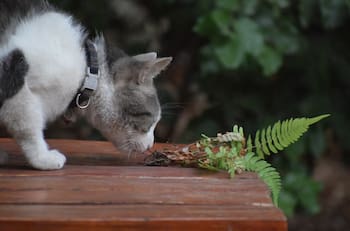 ¿Tu gato se come las plantas? Esta es a verdadera razón de este comportamiento