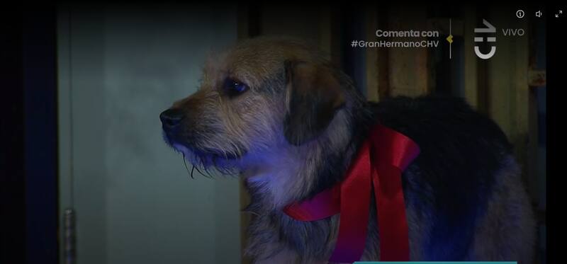 Conoce al nuevo integrante de "Gran Hermano" Chile