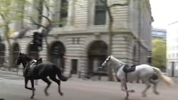 VIDEO | Así se vivió la peligrosa estampida de caballos en pleno centro de Londres