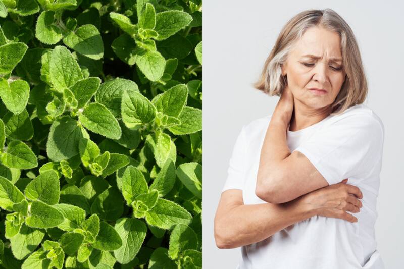 Conoce cuál es esta planta medicinal.