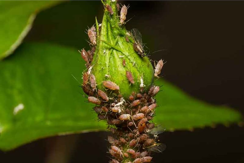 Con estas soluciones puedes eliminar las plagas de tus plantas de interior o exterior. Créditos: GardenTech.