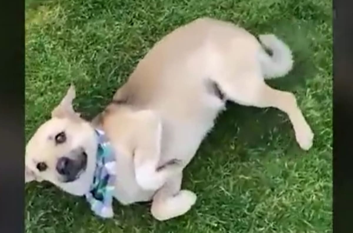 VIDEO | Maltrato animal: Perrito fue encontrado dentro de una bolsa de basura y amarrado