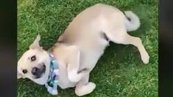 VIDEO | Maltrato animal: Perrito fue encontrado dentro de una bolsa de basura y amarrado