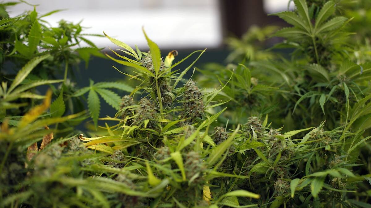 Confirmado: Nueva York aprueba el consumo recreativo de marihuana