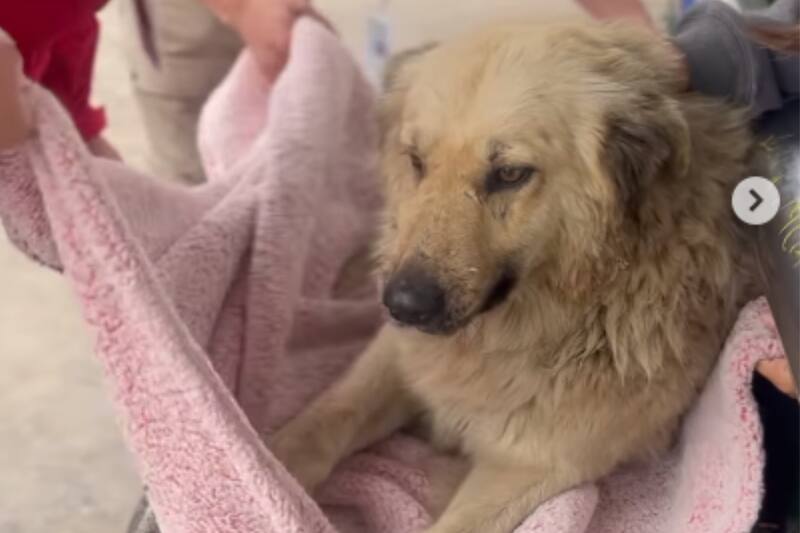 Perro fue apuñalado con botellas.