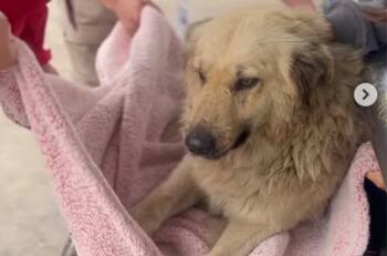 Perrito es apuñalado con botellas en Valparaíso: Municipio presentó querella contra los responsables