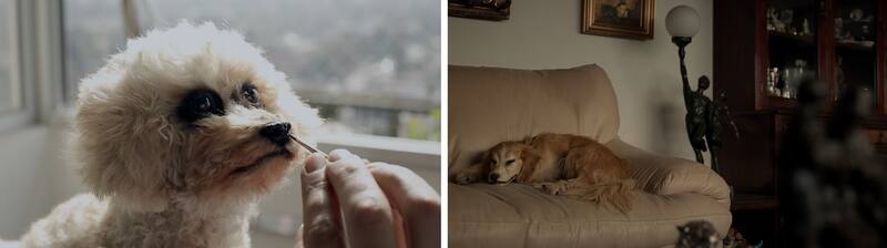 “Otra Piel” habla e la Taxidermia en Chile