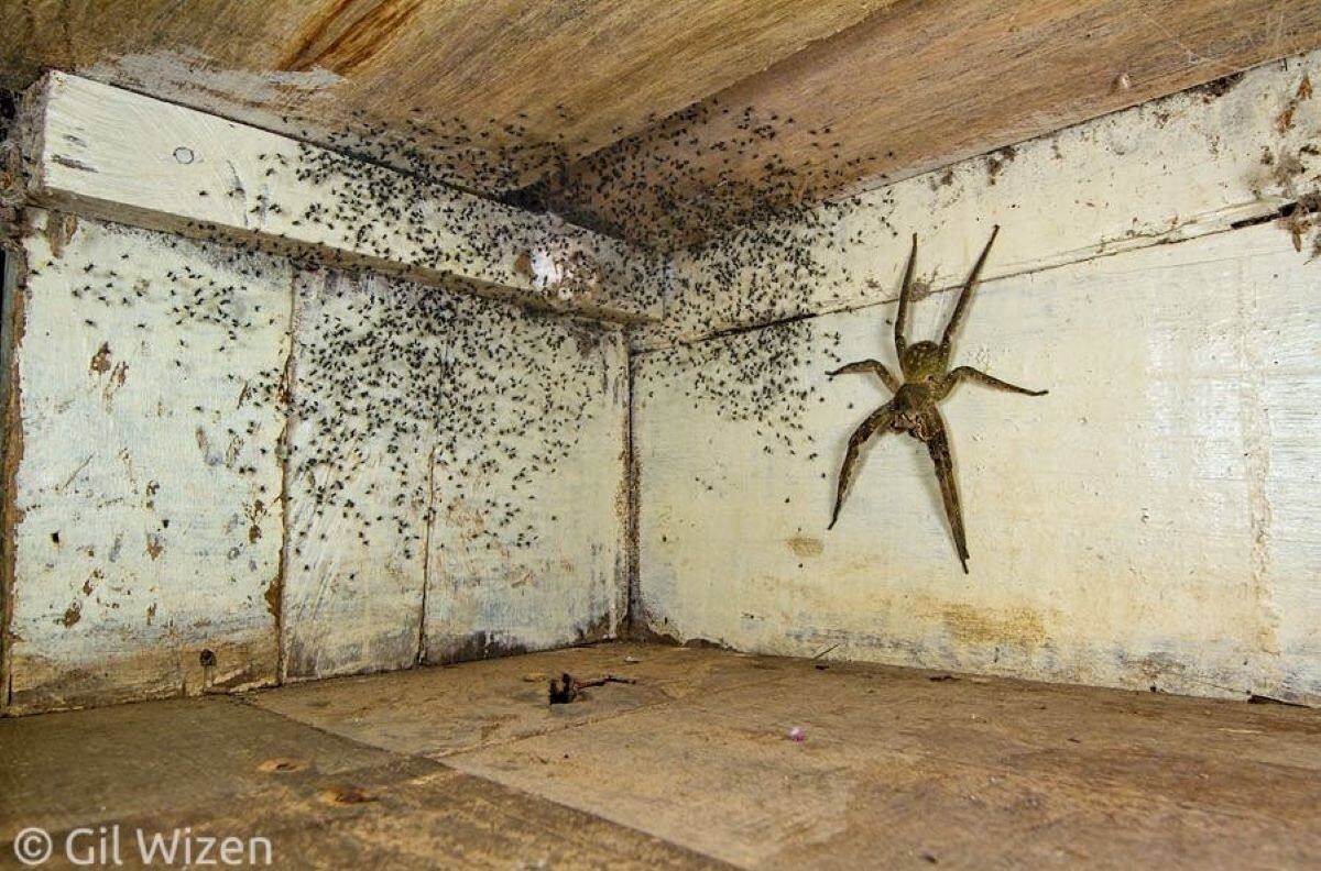 Encontró una araña venenosa gigante debajo bajo su cama, la fotografió y ganó prestigioso premio